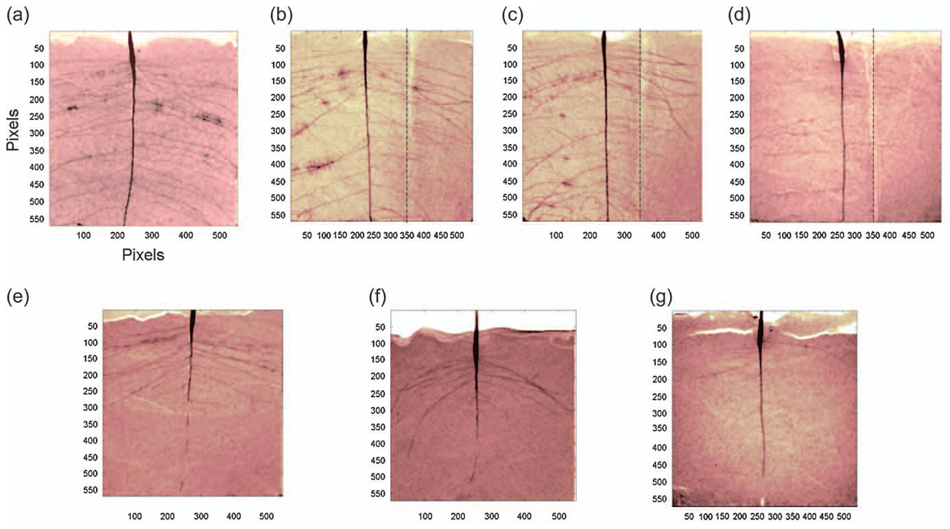 Figure 7 Root growth patterns in slabs: (a) control; (b) heterogeneously contaminated with 10 mg B kg�1; (c) with 20 mg B kg�1; (d) with 100 mg Zn kg�1; (e) fully contaminated with 10 mg B kg�1; (f) with 20 mg B kg�1; an