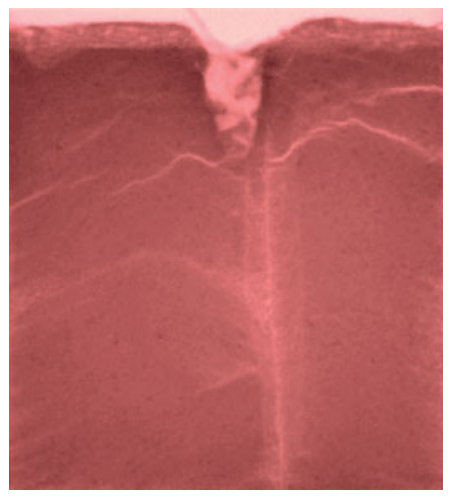 Figure 2 Comparison of contrast between roots and soil in X-ray (120 keV) radiograph (a) and neutron radiograph (b) of the same sample. While soil heterogeneity and soil cracks are more visible in the X-ray radiograph, n