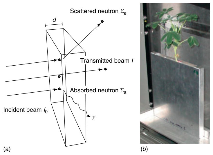 Figure 3 Neutron interactions with the sample (a) and an example of a plant sample (Lupinus albis) mounted in front of the detector (b). The dimensions of the sample container are 150 mm × 150 mm × 12 mm.