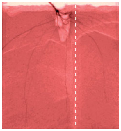 Figure 5 Neutron radiographs of two 150 mm × 150 mm × 120 mm slabs filled with sandy loam. The area to the right of the dotted line was spiked with 125 mg kg−1 Ni. The roots of Cicer arietinum (b) avoid the high-Ni zone,