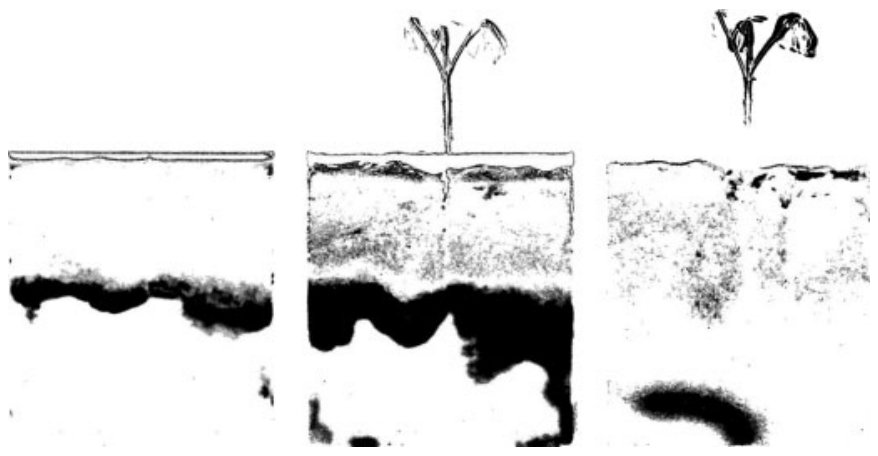 Figure 6 The change in water content (both positive and negative) of a 150 mm × 150 mm × 120 mm container, in which Lupinus albus was growing, after the infiltration of 10 mL of water ((a) 1–2 min, (b) 2–5 min, (c) 28–40