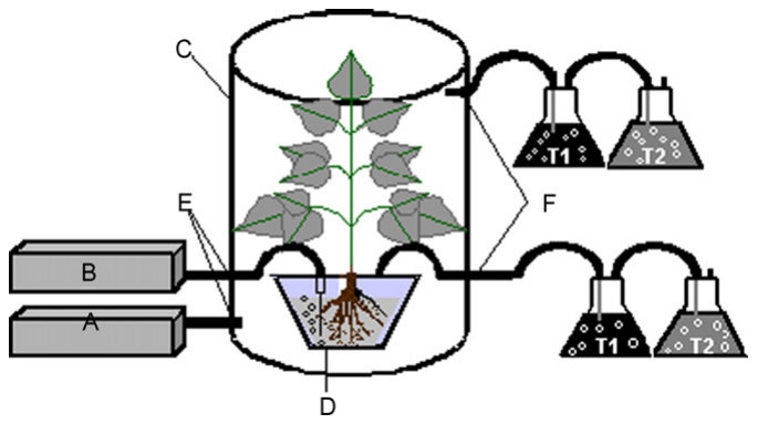 Fig. 1. Experimental apparatus used for capturing volatilised Hg from roots and shoots of B. juncea plants cultured in solution containing Hg at 1 mg/L. Controls comprised of the same unit without plants. (A and B) Air p