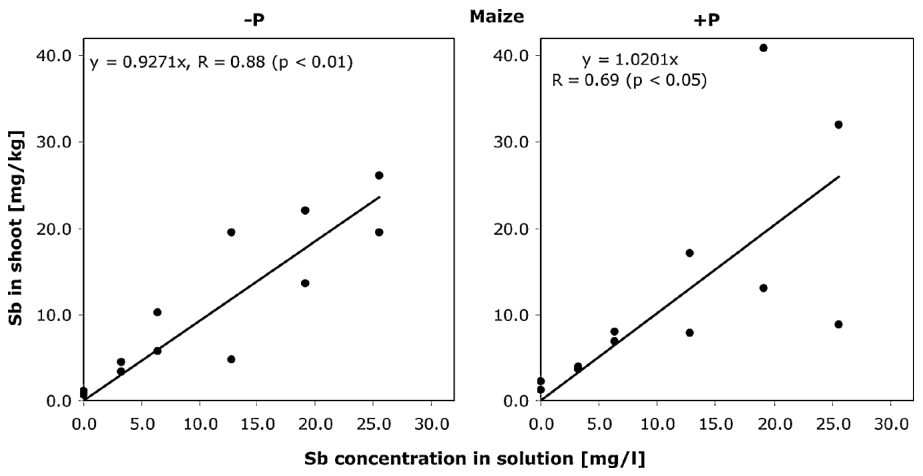 Fig. 1 Antimony concentrations (mg/kg dry matter) in the shoots of maize and the effect of adding of 3 mg/L phosphate to the ambient solutions