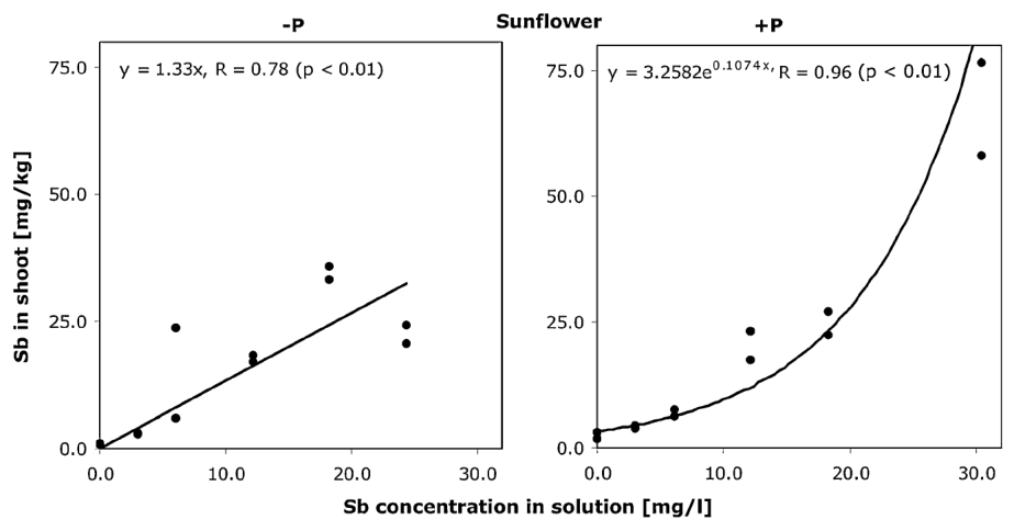 Fig. 2 Antimony concentrations (mg/kg dry matter) in the shoots of sunflowers and the effect of adding of 3 mg/L phosphate to the ambient solutions