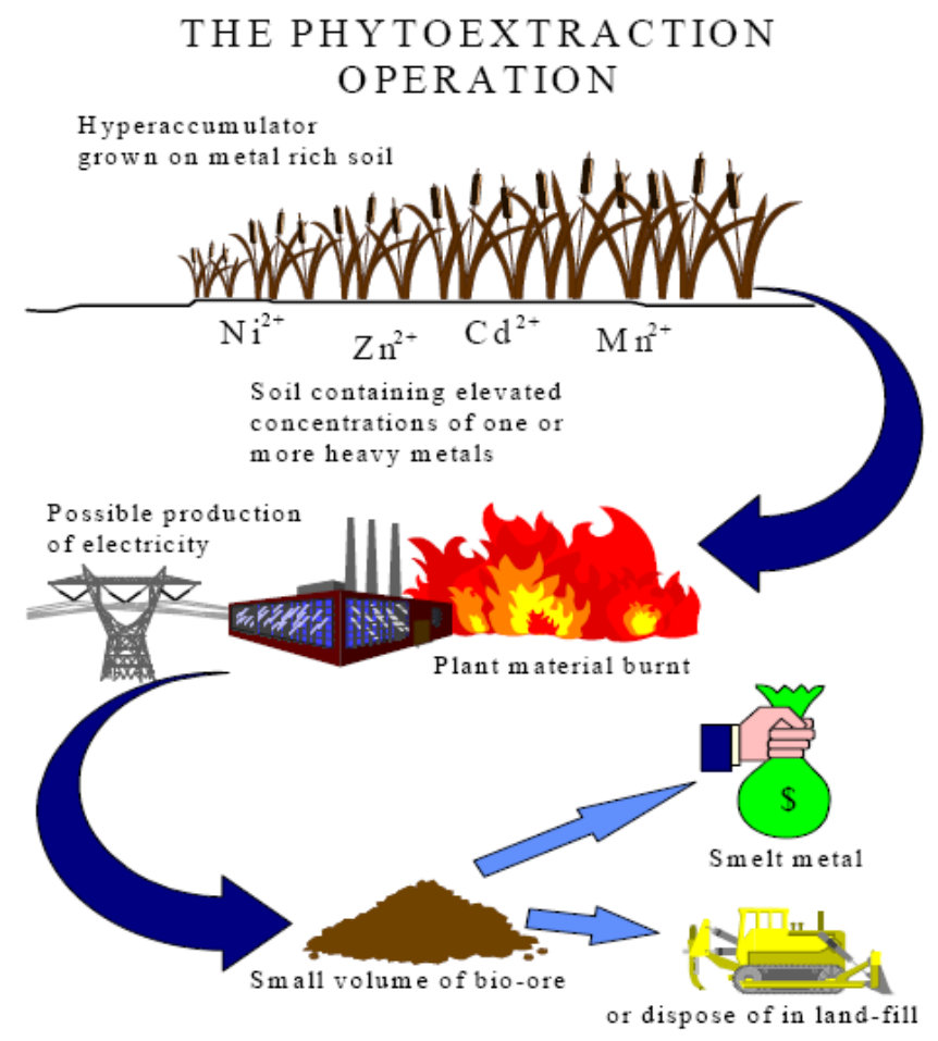 Figure 2. Basic concept of phytoextraction of metal-contaminated soils.
