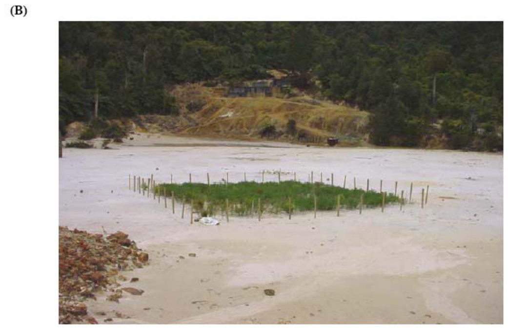 Figure 3. The Tui mine tailings. The tailings dam is located on the NW flank on Mount Te Aroha, approximately 3 km of the township of Te Aroha, North Island of New Zealand (A). Revegetation trials ongoing on the Tui mine