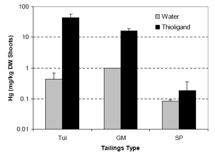 Figure 8. Shoot Hg concentrations for B. juncea plants after application of sulphur-containing ligands to mine tailings substrates. Tui and modified Gold Mountain (GM) mine tailings were treated with ammonium thiosulphat