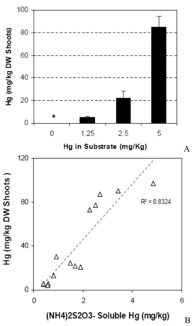 Figure 9. Accumulation of Hg in shoots of NH4S2O3-treated B.juncea plants as a function of total (A) and (NH4)2 S2O3-soluble (B) concentrations in modified GM substrates containing 2.5 mg/kg of Hg. Bars denote ± 1 standa
