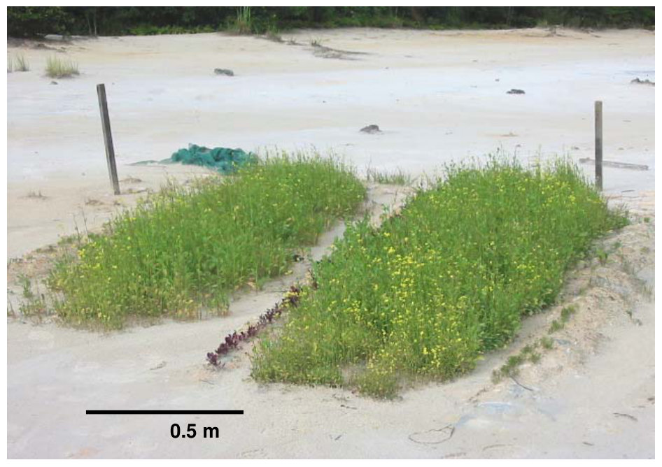 Figure 12. Experimental field plot at the Tui mine tailings (North Island, NZ) before application of sodium thiosulphate (Na2S2O3) to the substrate (March/2004). Biomass for B. juncea plants grown at the toxic tailings y