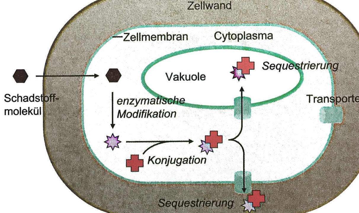 Abb. 5: Prinzip der Phytotransformation von organischen Schadstoffen nach dem Prinzip der ·grünen Leber".