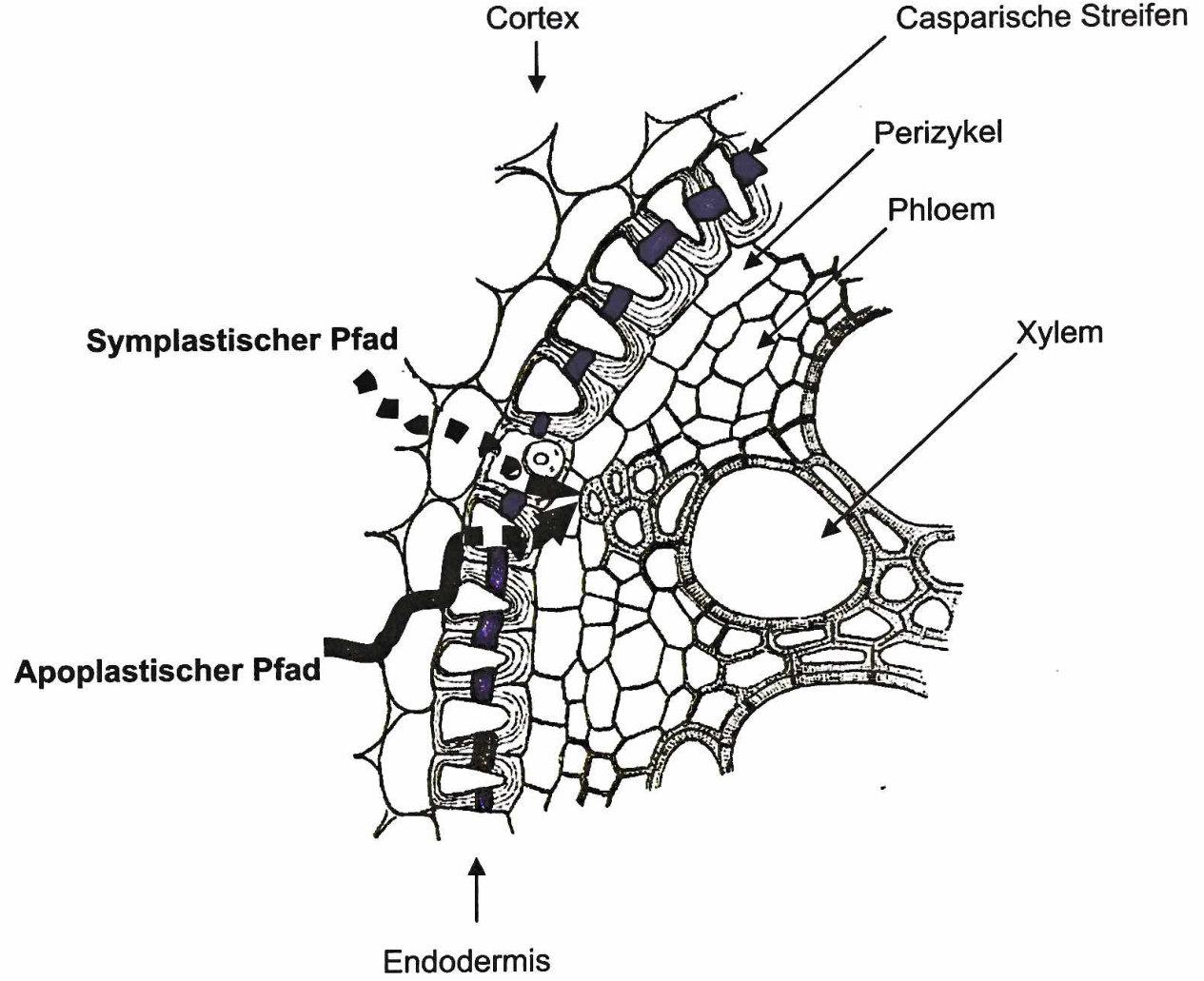 Figure from page 31 of the original article