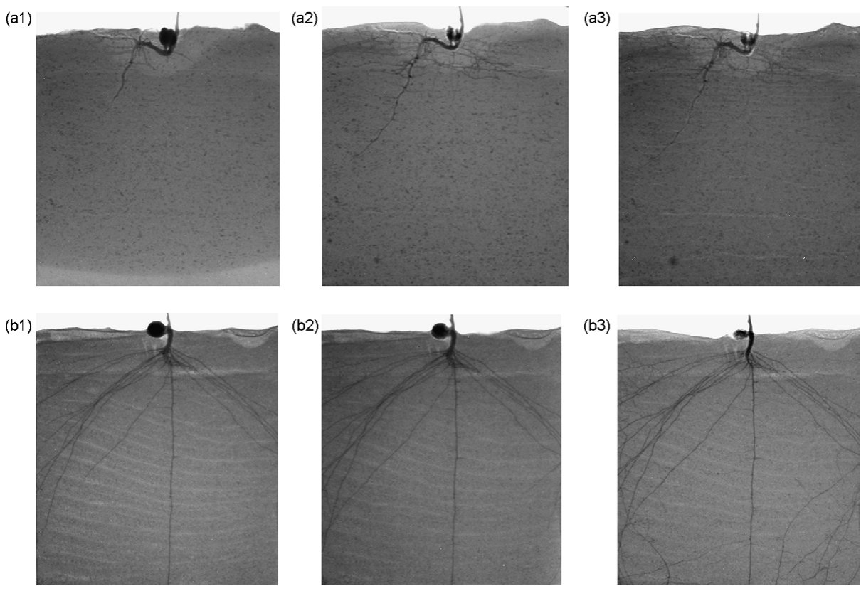 Fig. 2. Roots development for C. arietinum growing in neutral tailing soil (a) and in control soil (b) in the 2nd (1), 4th (2) and 7th (3) weeks of experiment.