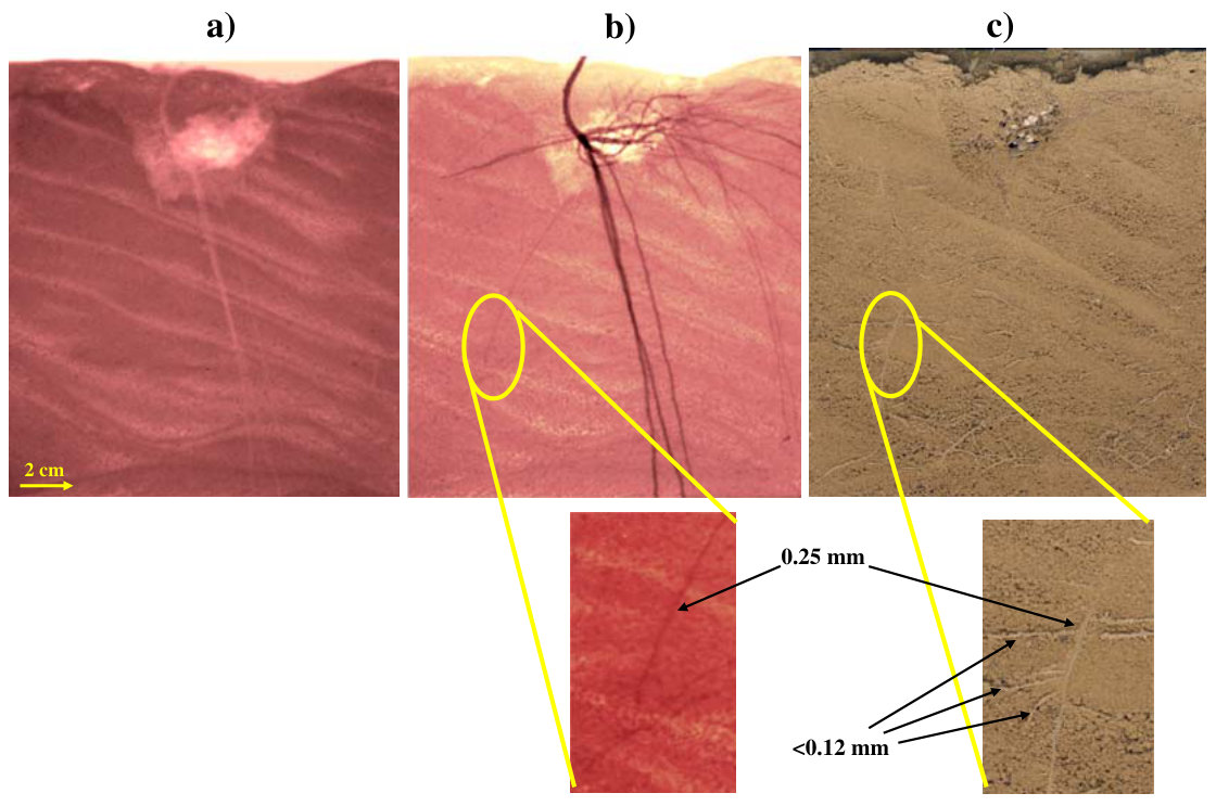 Fig. 7 X-Ray (a), cold-neutron (b), and scan (c) images of a 7 weeks old Berkheya coddii Roessl plant. All the images were taken in the same day. Although the NR image reveals more