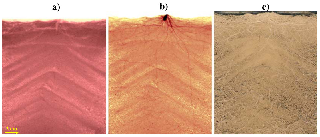 Fig. 8 Comparison of X-Ray (a), cold-neutron (b), and scan (c) images of a 7 weeks old tomato (Lycopersicon sculentum Mill) taken on the same day. No roots are visible in the X-Ray image and the neutron image fails to re
