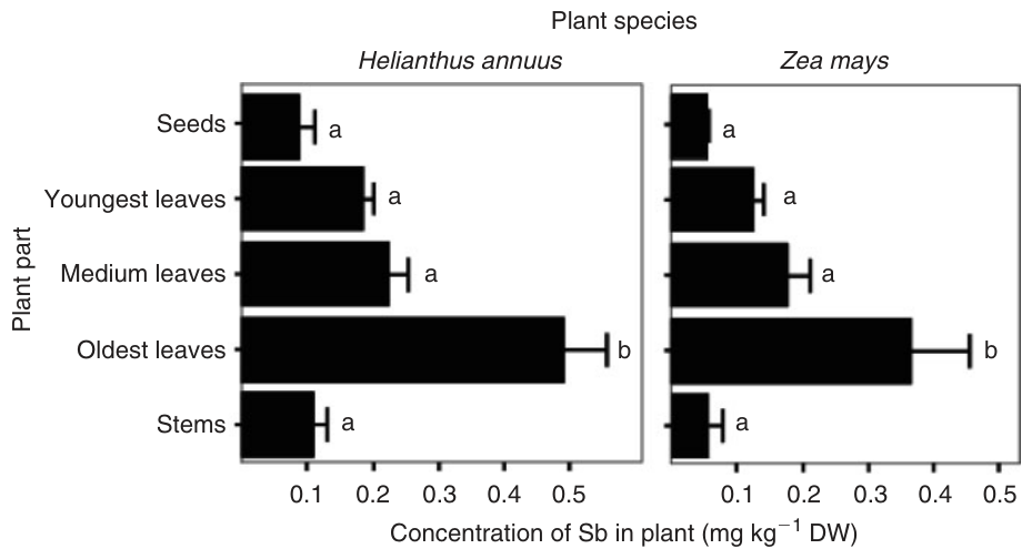 Fig. 6. Allocation of accumulated Sb (concentration in mg kg−1 DW, dry weight) in different aboveground parts of maize and sunflower grown in soil with a KNO3-extractable Sb concentration of 1.03 mg L−1. Bars with differ