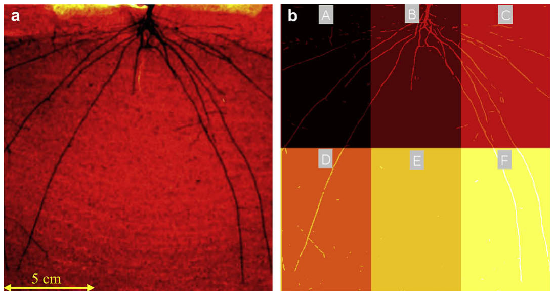Fig. 2. Neutron radiograph of Cicer arietinum roots in the aluminium growth container (a) and the corresponding segmented roots in 6 subdivisions of the container (b).
