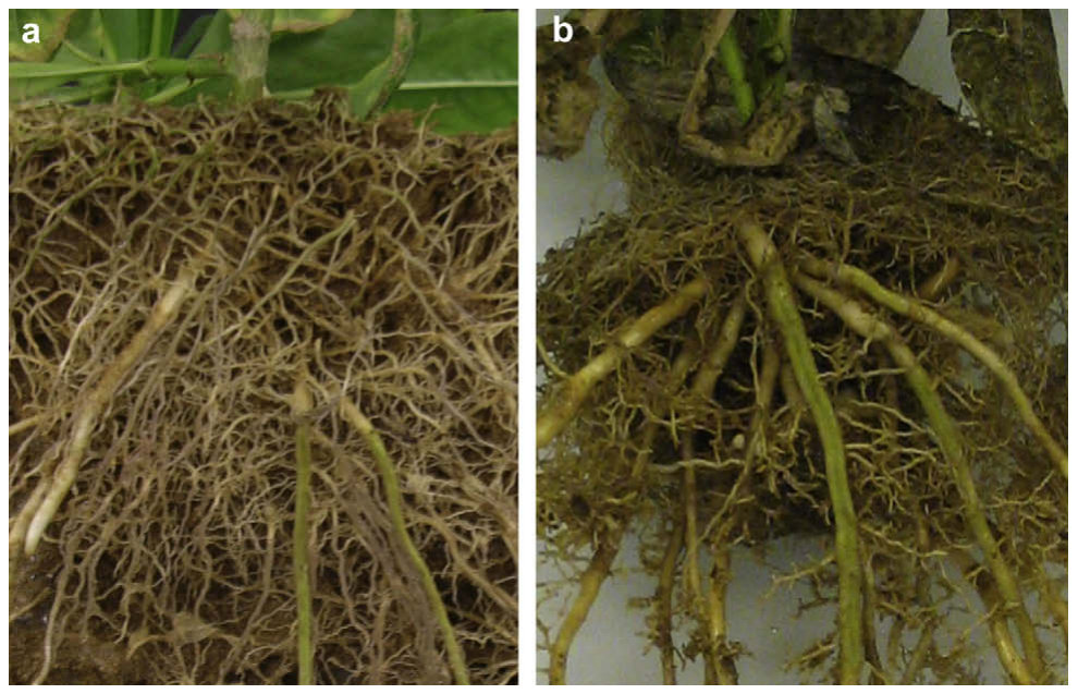 Fig. 4. Root system of Berkheya coddii grown in control soil (a) and in soil spiked with 125 mg kg�1 Ni (b). The primary roots appeared thicker with much less branching in the spiked soil.