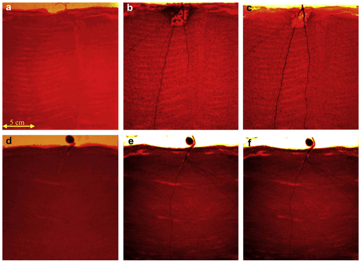 Fig. 5. Neutron images of roots of Berkheya coddii (a, b, and c) and Cicer arietinum (c, d and f) one week (a and c), three weeks (b and d) and 5 weeks (c and f) after the start of the experiment.