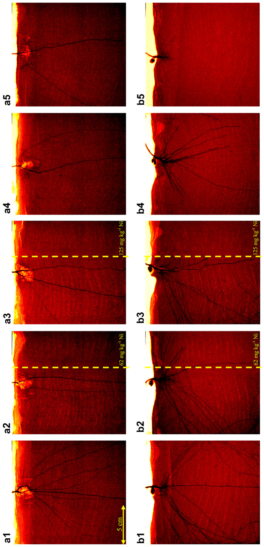 Fig. 7. Neutron radiographs of 5 weeks old Berkheya coddii (a) and Cicer arietinum (b) grown in control soil (a1 and b1), heterogeneously spiked with 62 mg kg�1 Ni (a2 and b2), heterogeneously spiked with 125 mg kg�1 Ni