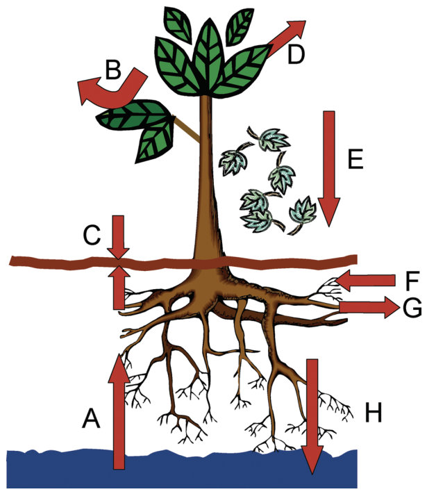FIG. 2. Key plant—trace element interactions in phytomanagement. (A) Root water uptake and transpiration reduce the water flux through the soil profile. Since water is the vehicle for TE movement in soil, transpiration a
