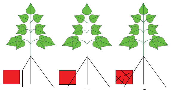 FIG. 6. Possible plant responses to an area of enrichment or depletion of trace elements in soil (red square). (A) avoidance or inhibition, (B) indifference, (C) proliferation or foraging.