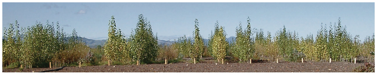 FIG. 7. A plant growth trial, comprising poplar, willow and Eucalyptus nitens (H. Deane & Maiden), on B-contaminated wood waste, Kopu, New Zealand. As well as interspecific differences, there was large variation in B-tol