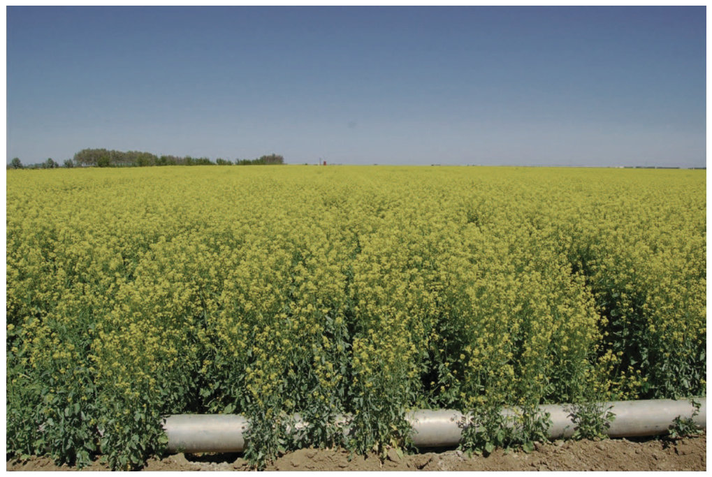 FIG. 8. Field-grown Brassica juncea planted on seleniferous soils high in boron and salinity in the western side of central California.