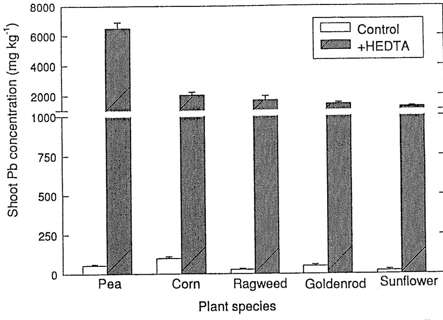 Fig. 15.2. Lead accumulation in shoots of five plant species grown in lead-contaminated soil (2500 ug/g) after addition of 0.5 g/kg of HEDTA. Source: Huang et al. (1997).