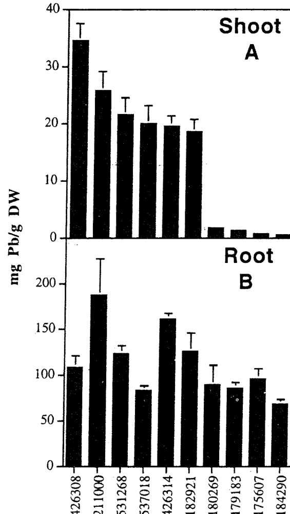 Fig. 15.4. Lead content of shoots (a) and roots (B) of Brassica juncea cultivars grown for