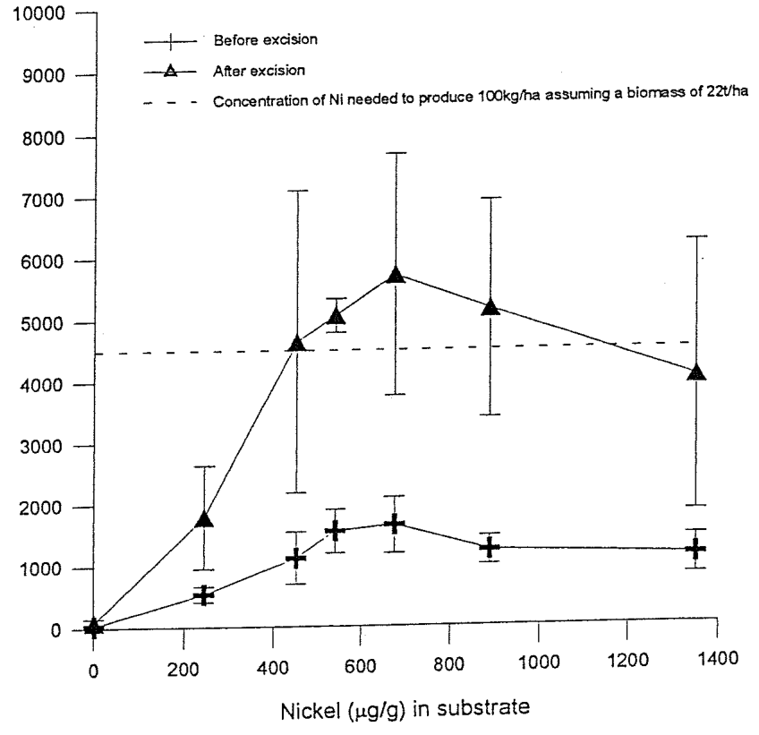 Fig. 15.8. The effect of excision on the enhancement of the nickel content of fresh shoots of Berkeya coddii.