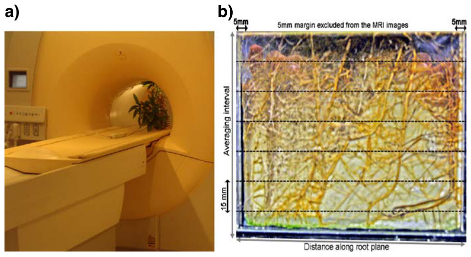 Fig. 3 A view of the rhizobox placed inside the MRI machine (a) and the root distribution pattern before the Ni2+ uptake experiment (b). The broken lines indicate the 15 mm thick slices into which MRI signal was recorded