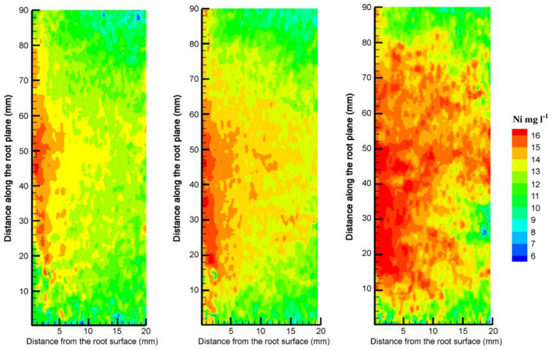 Fig. 4 Horizontal two-dimensional maps of Ni2+ distribution in the root zone of Berkheya coddii 3 h (a), 5 h (b), and 11 h (c) after Ni2+ application to the rhizobox