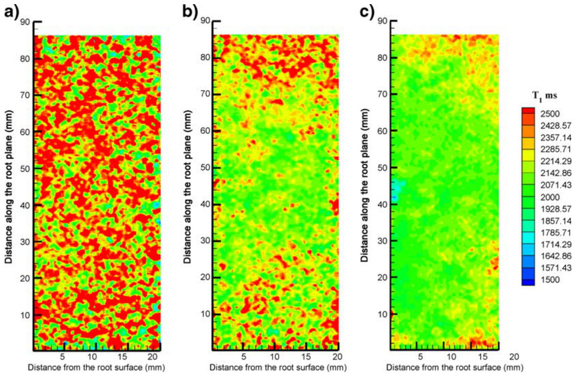 Fig. 5 T1 maps at horizontal cross-sections of the rhizobox at t=11 h when the water level dropped in the rhizobox: a) 1st slice from top where it was unsaturated, b) 2nd slice partly saturated, and c) 4th slice complete