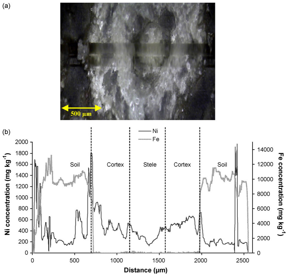 Fig. 1. Laser image of a cross-section through a B. coddii root and surrounding soil (a) and Ni and Fe concentration profiles along a scan-line across the cross-section (b). The soil was spiked with 125 mg kg−1 Ni.