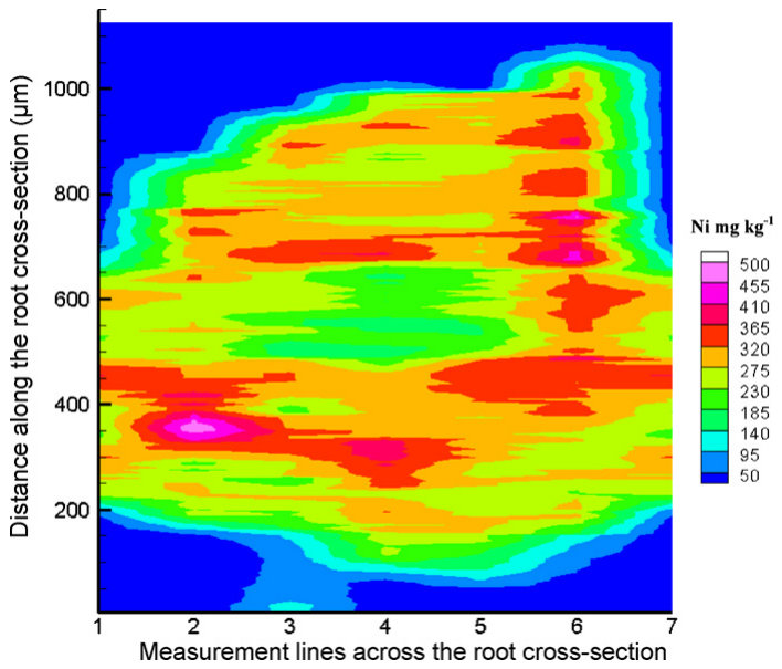 Fig. 3. Semi-quantitative Ni map of the root cross-section of Ni-hyperaccumulator plant B. coddii grown on the soil spiked with 125 mg kg−1 Ni. The image was slightly smoothed to reduce the noise.