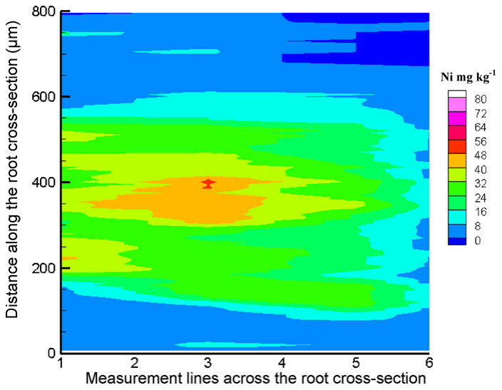 Fig. 4. Semi-quantitative Ni map of the root cross-section of Ni-hyperaccumulator plant B. coddii grown on the control soil. The image was slightly smoothed to reduce the noise.