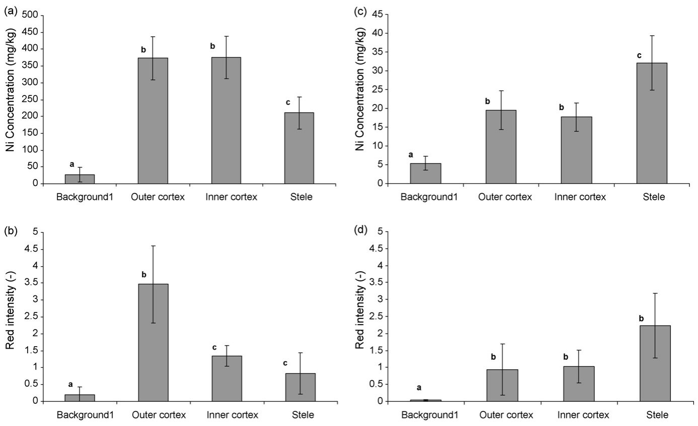 Fig. 5. Average Ni concentrations (measured using LA-ICP-MS) in different root tissues of the Ni-hyperaccumulator B. coddii grown on the soil spiked with 125 mg kg−1 Ni (a) and unspiked soil (c) and the qualitative red i