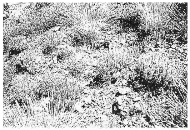 Figure 2. View of the metal-tolerant plant communities (mainly Thlaspi caerulescens) over the base-metal mine waste of the Les Malines mining area near St Laurent le Minier, France.
