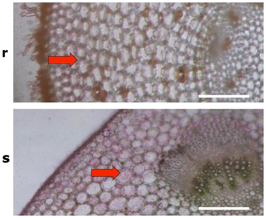 Fig. 1. Distribution of Ni, indicated by the red colouration, in roots (r) and stems (s) of Berkheya coddii plants that were grown in soils containing 500 mg Ni kg−1 soil. Red arrows show small Ni(DMG)2-cristals in the a