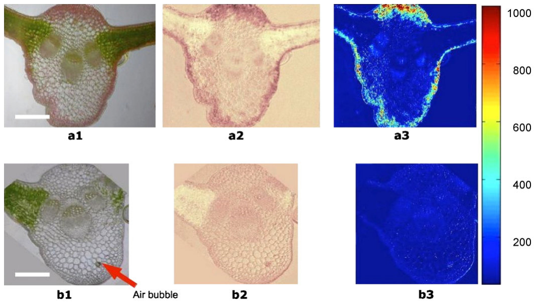 Fig. 3. Image processing steps from the raw RGB-images (a1, b1) to the transformed images (a2, b2) showing intensities and the calibrated concentration maps (a3, b3 [colour bars show mg Ni kg−1 fresh weight]). The sample