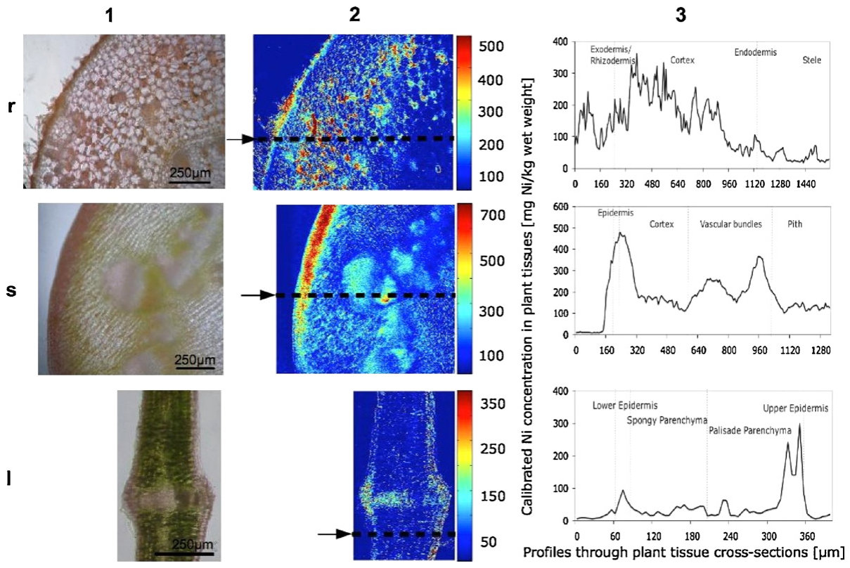 Fig. 4. RGB images of cross-sections of roots, stems and leaves of B. coddii (r1, s1, l1) growing on 500 mg kg−1 next to their calibrated concentration maps (r2, s2, l2). Arrows in the concentration map images indicate t