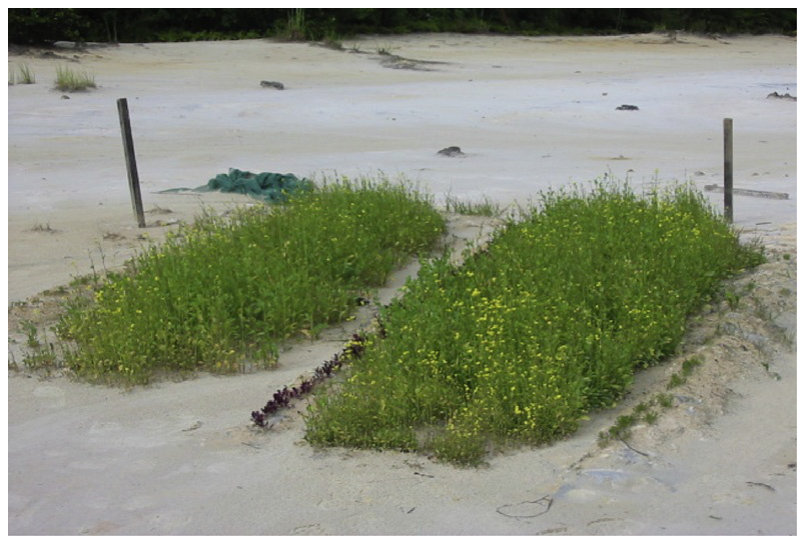 Plate 1 Organic amendments reduce metal toxicity in mine tailings (Moreno et al., 2005).