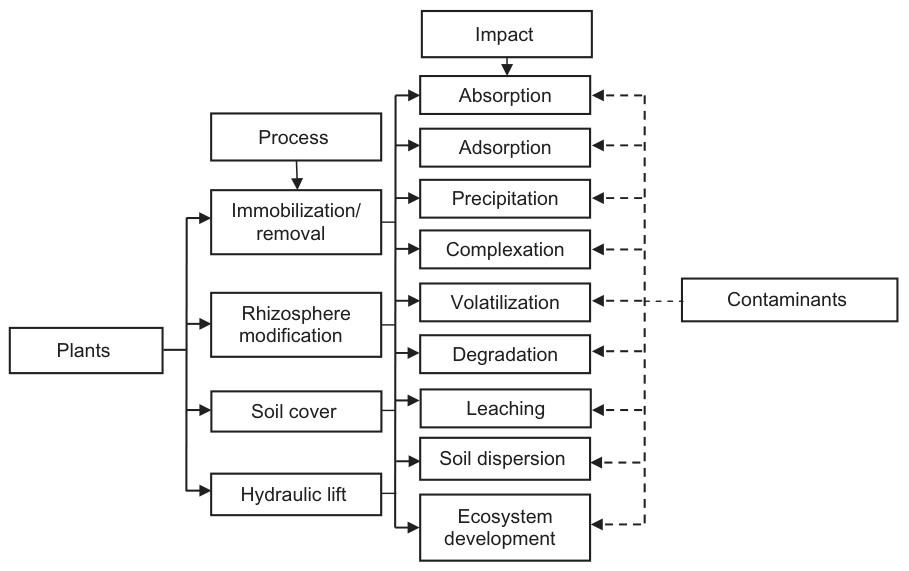 Figure 2 Processes involved in the phytostabilization of contaminants.