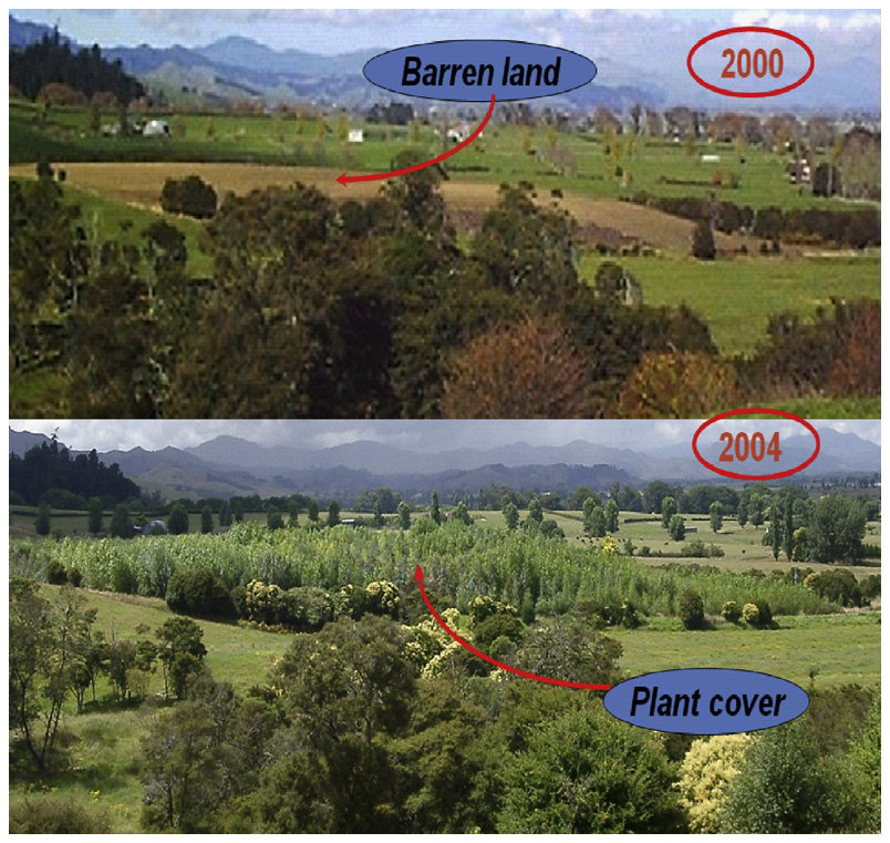Plate 2 Phytostabilization of timber treatment site in Kopu, New Zealand (Robinson et al., 2007).