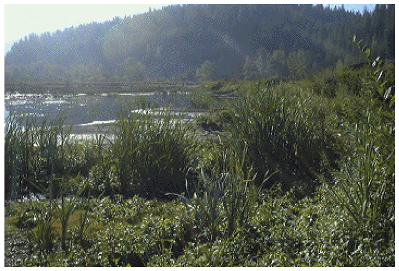 Plate 3 Phytostabilization of Bunker Hill, Idaho, Superfund site (courtesy Dr. Sally Brown).