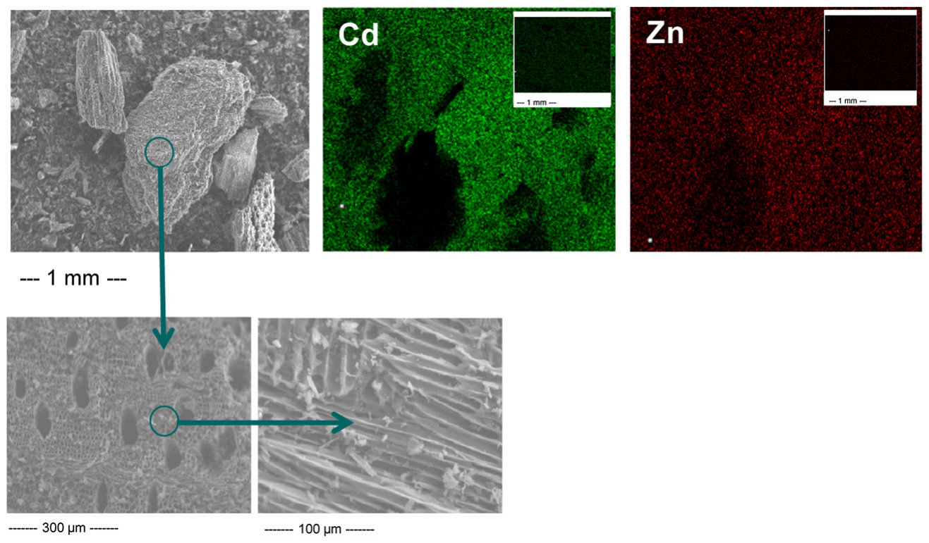 Fig. 1. Scanning Electron Microscope (SEM) images of a hardwood biochar’s surface at increasing magnifications and element dot-maps demonstrating the retention, by surface sorption, of soluble Cd and Zn from a polluted s