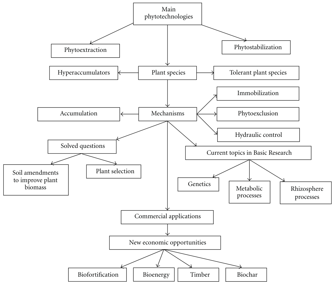 Figure 2: Phytostabilization and phytoextraction application. Current and future development.