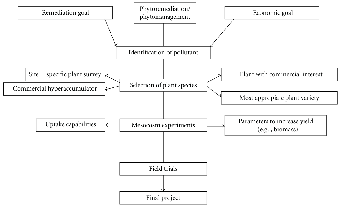 Figure 4: Phytoremediation decision tree.