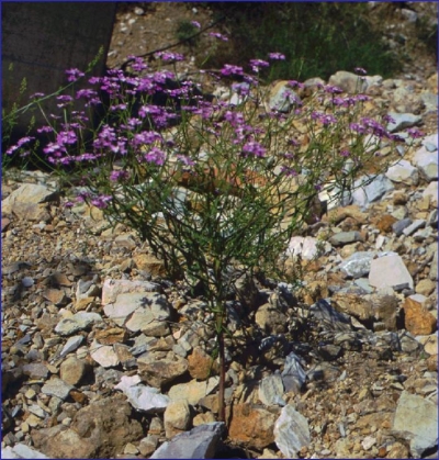 Iberis