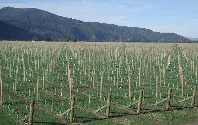 Vineyard posts